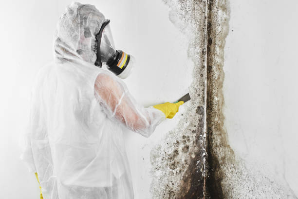 Best Localized Mold Remediation (e.g., coastal areas, humid climates) in Borger, TX