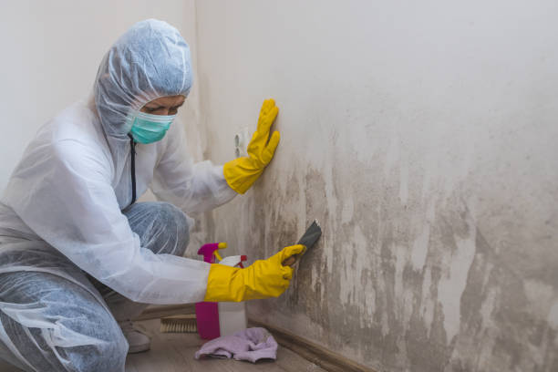 Best Mold Remediation for Specific Building Types in Borger, TX