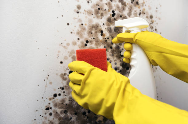 Best HVAC Mold Remediation in Borger, TX