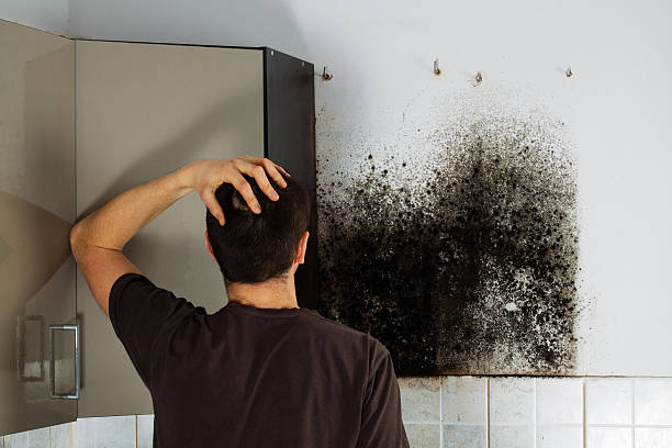 Best Industrial Mold Remediation in Borger, TX